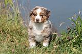 BERGER AUSTRALIEN PUPPIES 094
